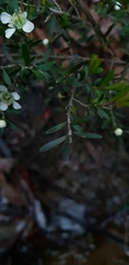 Leptospermum polygalifolium