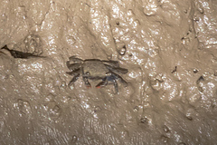 Metopograpsus frontalis