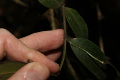 Melodinus acutiflorus