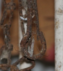 Insecta