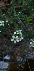 Leptospermum polygalifolium