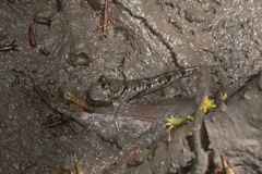 Periophthalmus argentilineatus