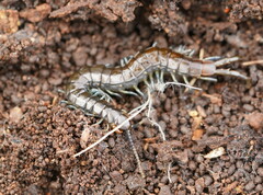 Cormocephalus esulcatus