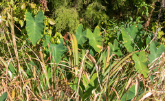 Xanthosoma sagittifolium