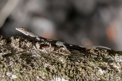 Cryptoblepharus