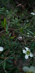 Leptospermum polygalifolium