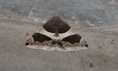 Dysgonia