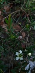 Leptospermum polygalifolium