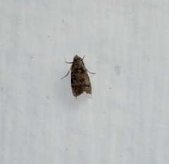 Lepidoptera
