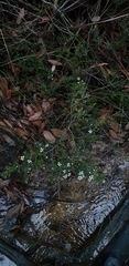 Leptospermum polygalifolium