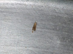 Gelechioidea