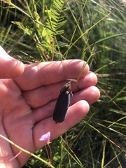 Crotalaria purshii