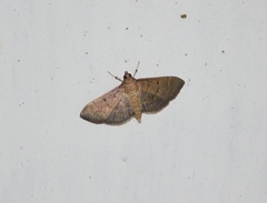 Herpetogramma