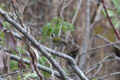 Arremon flavirostris