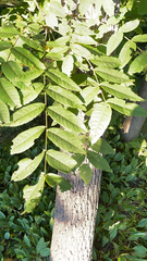 Juglans