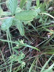 Croton glandulosus