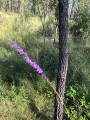 Liatris