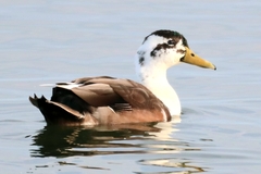 Anas platyrhynchos domesticus