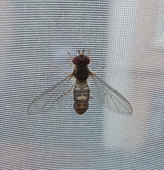 Episyrphus balteatus