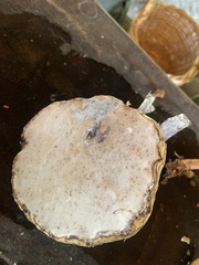 Cerioporus leptocephalus