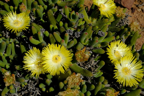 Compact Antlerfig (Jacobsenia hallii)