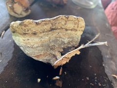 Cerioporus leptocephalus