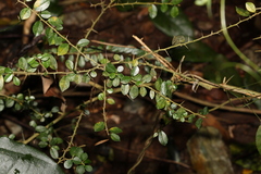 Maclura cochinchinensis