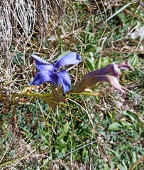 Gentianopsis ciliata ciliata