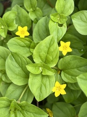 Lysimachia nemorum