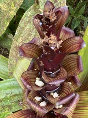 Guzmania pseudospectabilis
