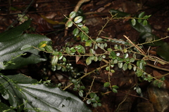 Maclura cochinchinensis