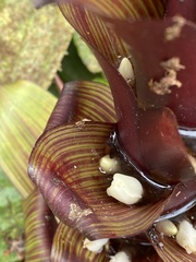 Guzmania pseudospectabilis