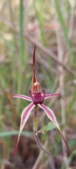 Caladenia strigosa