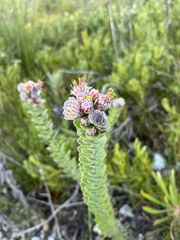 Leucospermum truncatulum