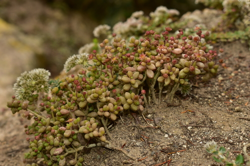 Monanthes laxiflora image