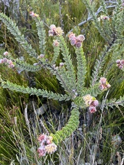 Leucospermum truncatulum