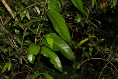 Parsonsia straminea