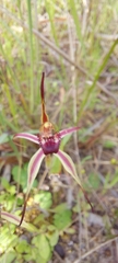 Caladenia strigosa