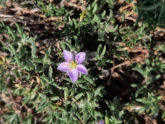 Spergularia rupicola