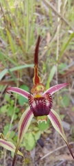 Caladenia strigosa