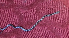 Pantherophis alleghaniensis