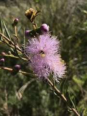 Melaleuca nesophila