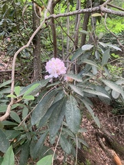 Rhododendron maximum