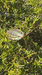 Polyzosteria mitchelli