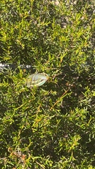 Polyzosteria mitchelli