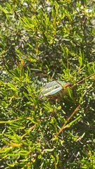 Polyzosteria mitchelli