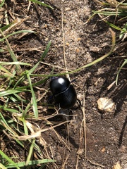 Geotrupes stercorarius