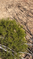 Polyzosteria mitchelli