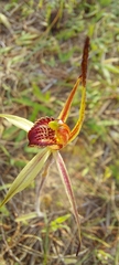 Caladenia strigosa