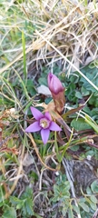 Gentianella insubrica